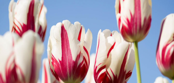 Pink and white tulips