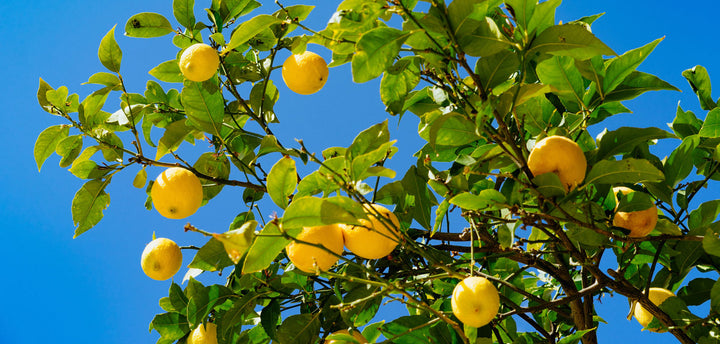 Lemon tree against a blue sky