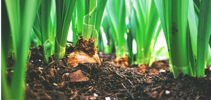Plants in a garden