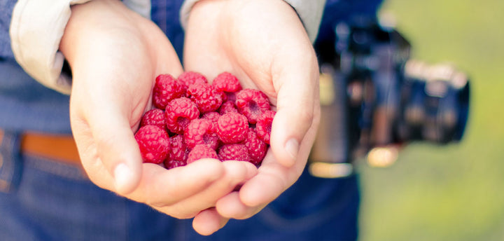 Two hands holding raspberries